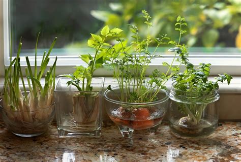 香港水種植物|【懶人植物指南】15種水種的室內植物 淨化空氣及使。